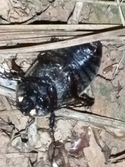 Phyllophaga