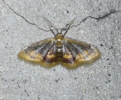 Idaea scintillularia