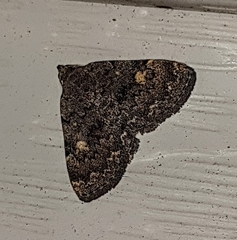 Idia diminuendis