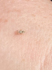 Corythucha marmorata