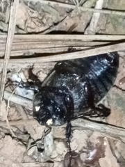 Phyllophaga