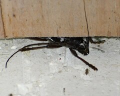 Enaphalodes taeniatus