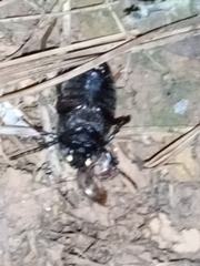 Phyllophaga