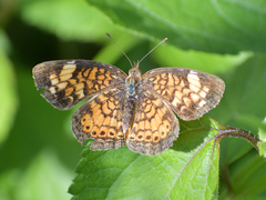 Phyciodes