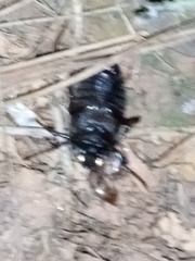 Phyllophaga