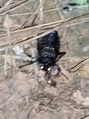 Phyllophaga