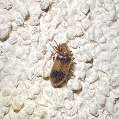 Cymatodera puncticollis
