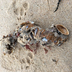 Vulsella