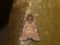 Condica