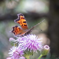 Polygonia