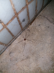 Pseudogagrella splendens