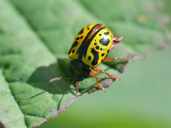 Calligrapha fulvipes