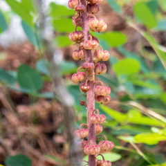 Pterospora andromedea