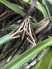 Eumorpha fasciatus