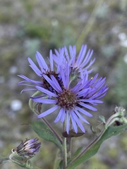 Symphyotrichinae