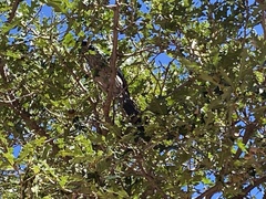 Aphelocoma woodhouseii