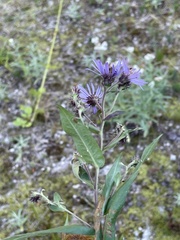 Symphyotrichinae