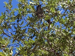 Aphelocoma woodhouseii