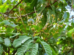Diploglottis diphyllostegia