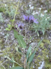 Symphyotrichinae