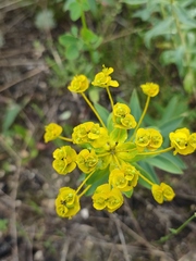 Euphorbia stepposa