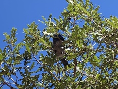 Aphelocoma woodhouseii