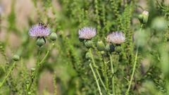 Cirsium nuttallii