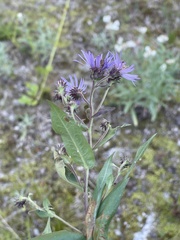 Symphyotrichinae