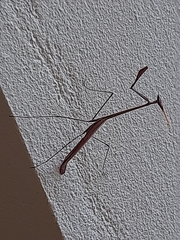 Idolomorpha madagascariensis