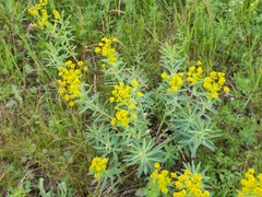 Euphorbia stepposa
