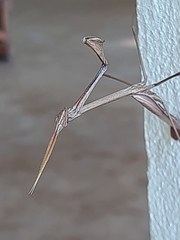 Idolomorpha madagascariensis
