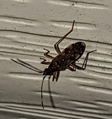 Ozophora picturata