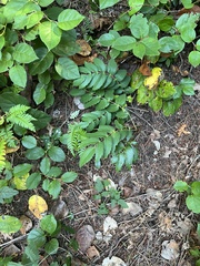 Berberis nervosa