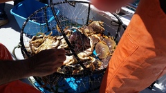 Metacarcinus magister