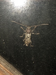 Enaphalodes cortiphagus
