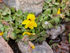 Erythranthe caespitosa