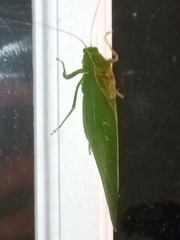 Microcentrum retinerve