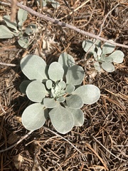 Physaria chambersii