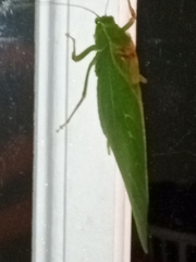 Microcentrum retinerve