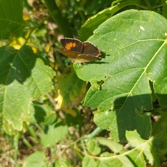 Thecla betulae