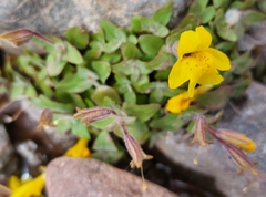 Erythranthe caespitosa
