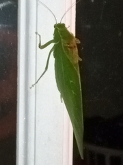 Microcentrum retinerve