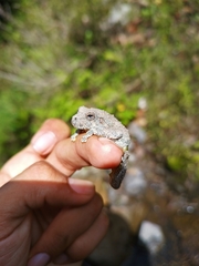 Hyla arenicolor
