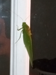 Microcentrum retinerve