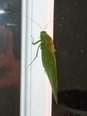 Microcentrum retinerve