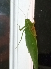 Microcentrum retinerve