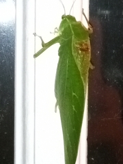 Microcentrum retinerve