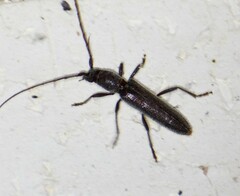 Aneflomorpha