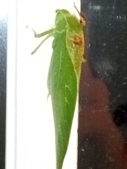 Microcentrum retinerve