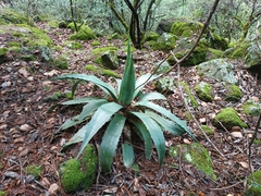 Agave wocomahi